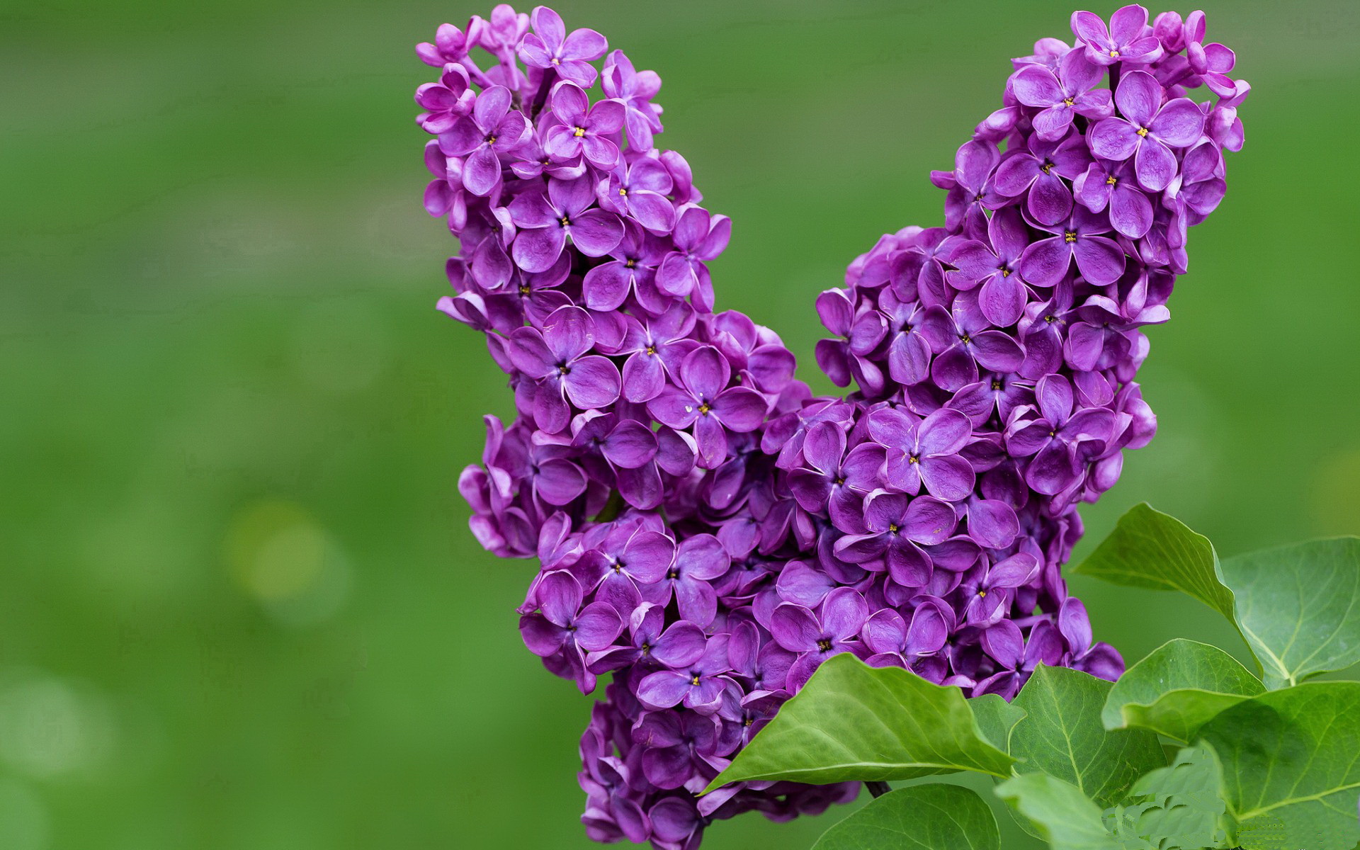 明星球员伤愈复出状态回升明显,足球明星受伤