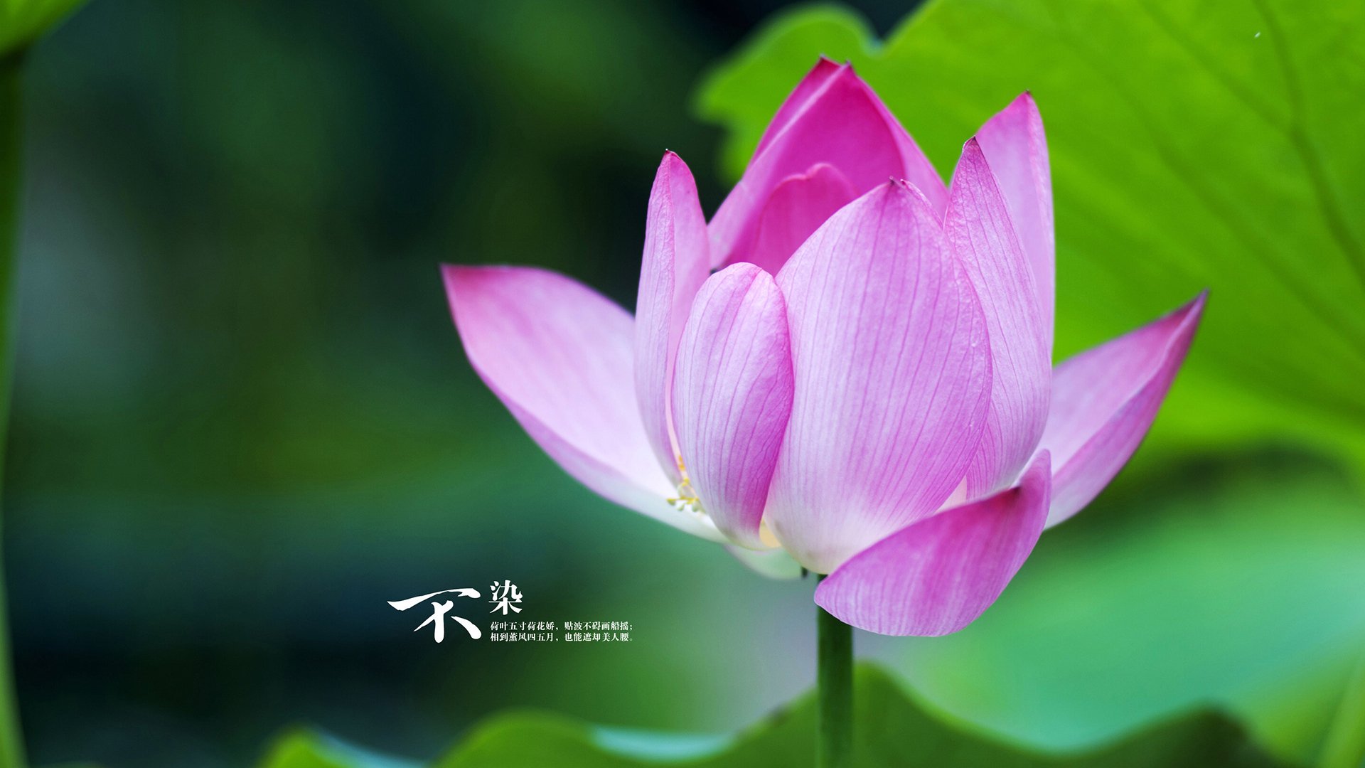 激情 中国女足晋级 亚洲杯写下新篇章，中国女足惊动亚足联