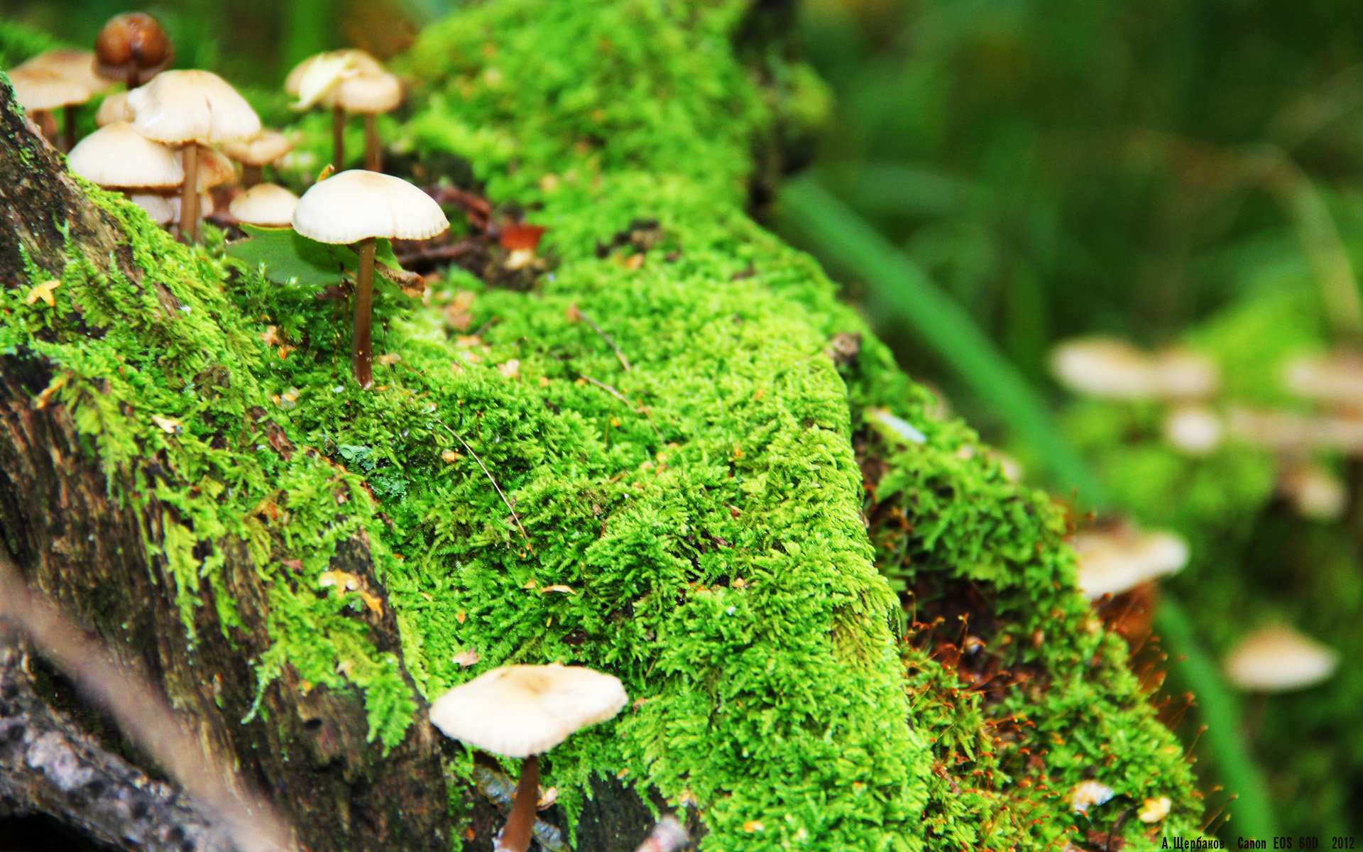 激情 中国女足晋级 亚洲杯写下新篇章，中国女足惊动亚足联