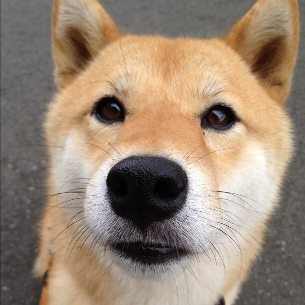 仰泳技术扎实波兰保持优势,仰泳视频教练讲解