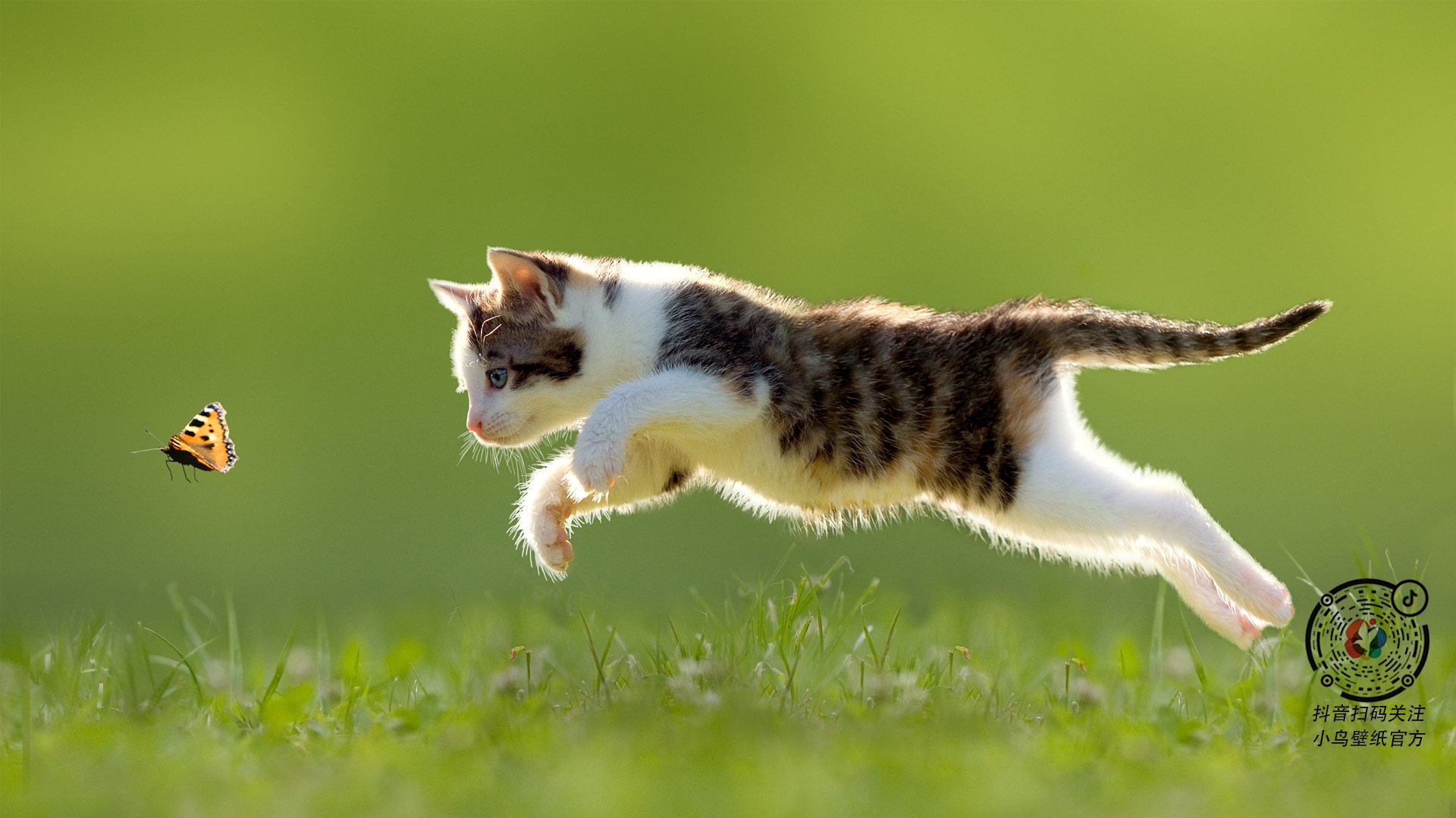 乔·波尔曼的突破与传球,让袋鼠队进攻如行云流水,乔什·鲍曼