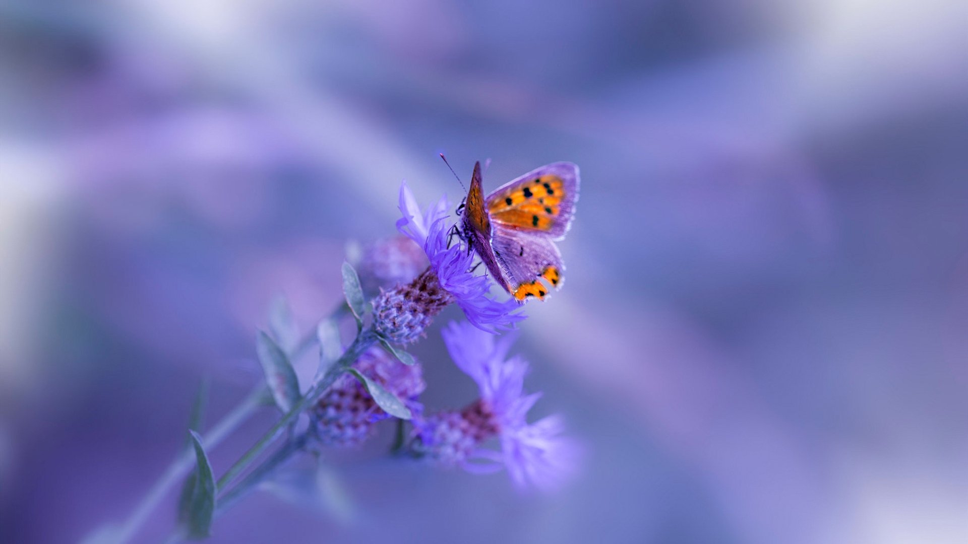 开云官方网站-俄罗斯男篮在欧洲国家联赛中迎来全面复苏