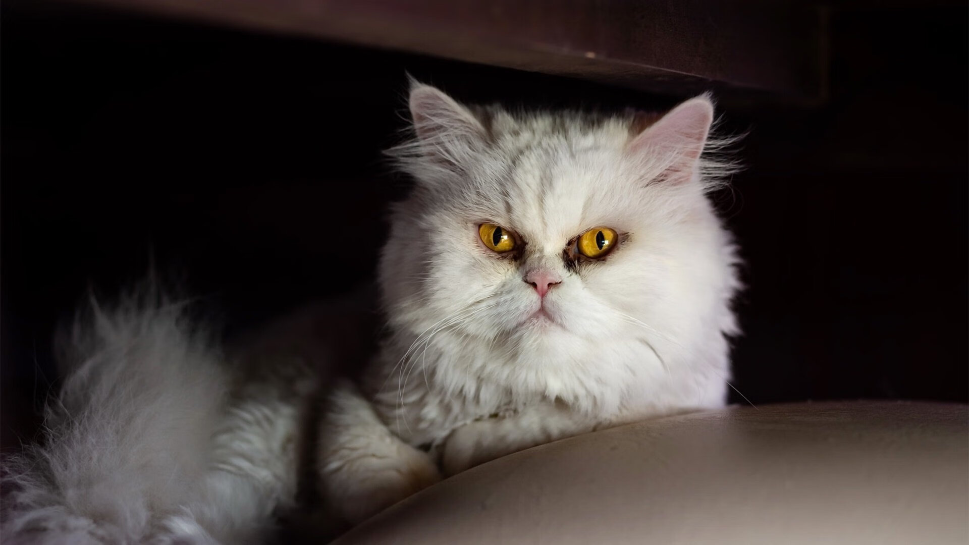 国家足球协会发布青训营报名指南与时间说明,中国足协青训中心报名电话